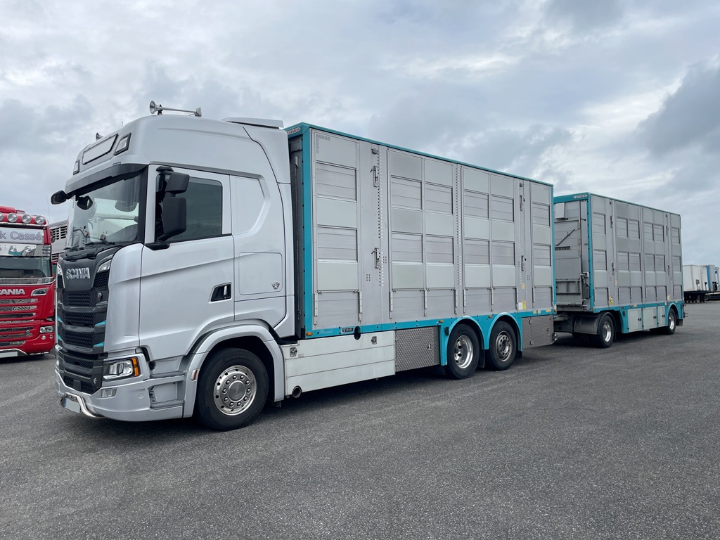 SCANIA S590 - bétaillère 3 étages indépendants PEZZAIOLI - 2022 - Image 2