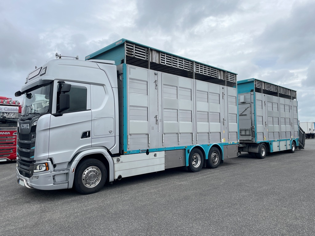 SCANIA S590 - bétaillère 3 étages indépendants PEZZAIOLI - 2022 - Image 6