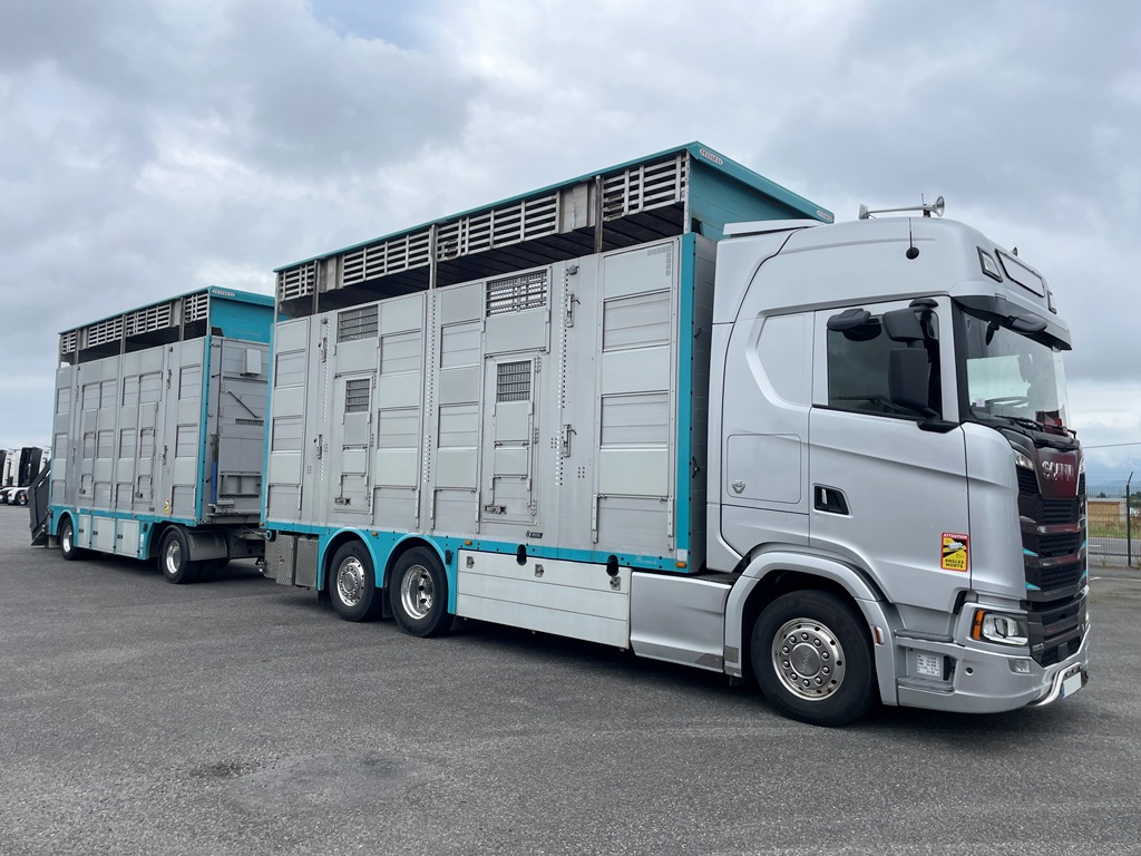 SCANIA S590 - bétaillère 3 étages indépendants PEZZAIOLI - 2022 - Image 7